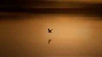 告别 Node.js 痛点：Bun 的崛起与实战指南