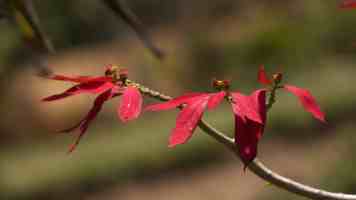 Rust 内存模型深度解析：避坑指南与最佳实践